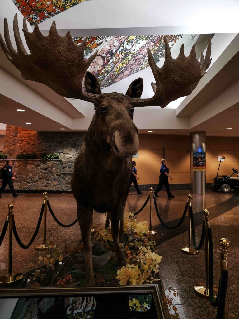 Bull Moose Imbalsamato