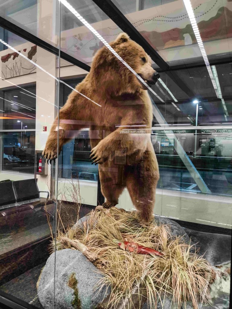 Grizzly Imbalsamato all'aeroporto di Anchorage