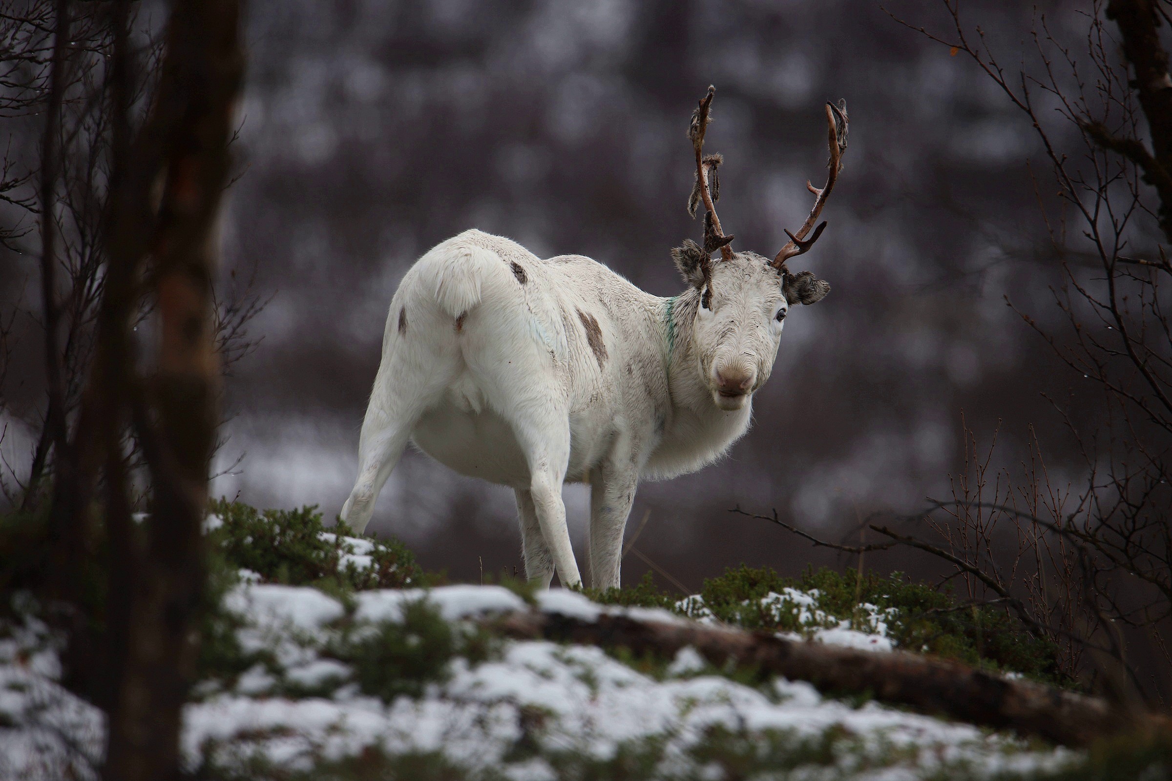Renna, Norvegia