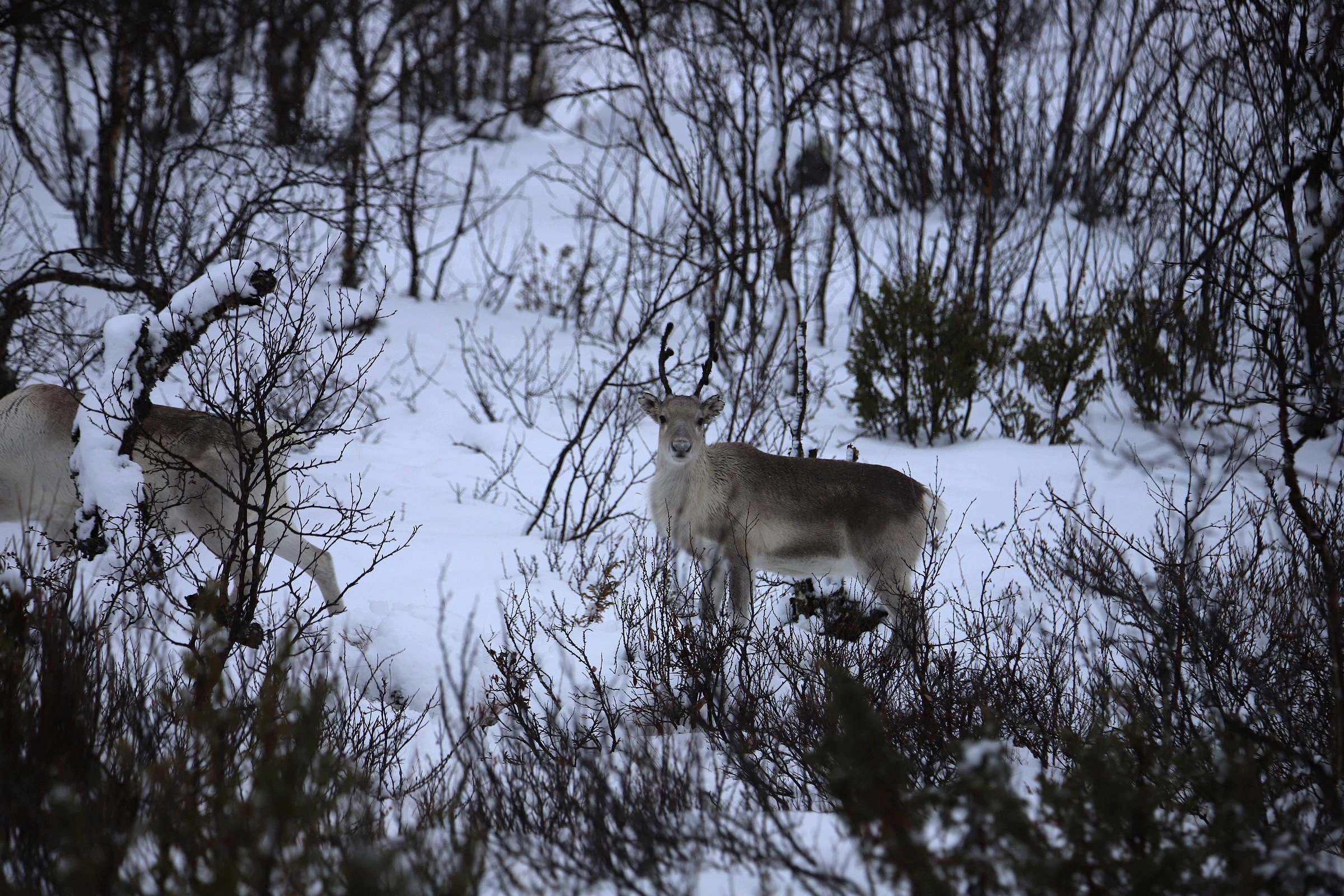 Renne, Karasjok, Norvegia