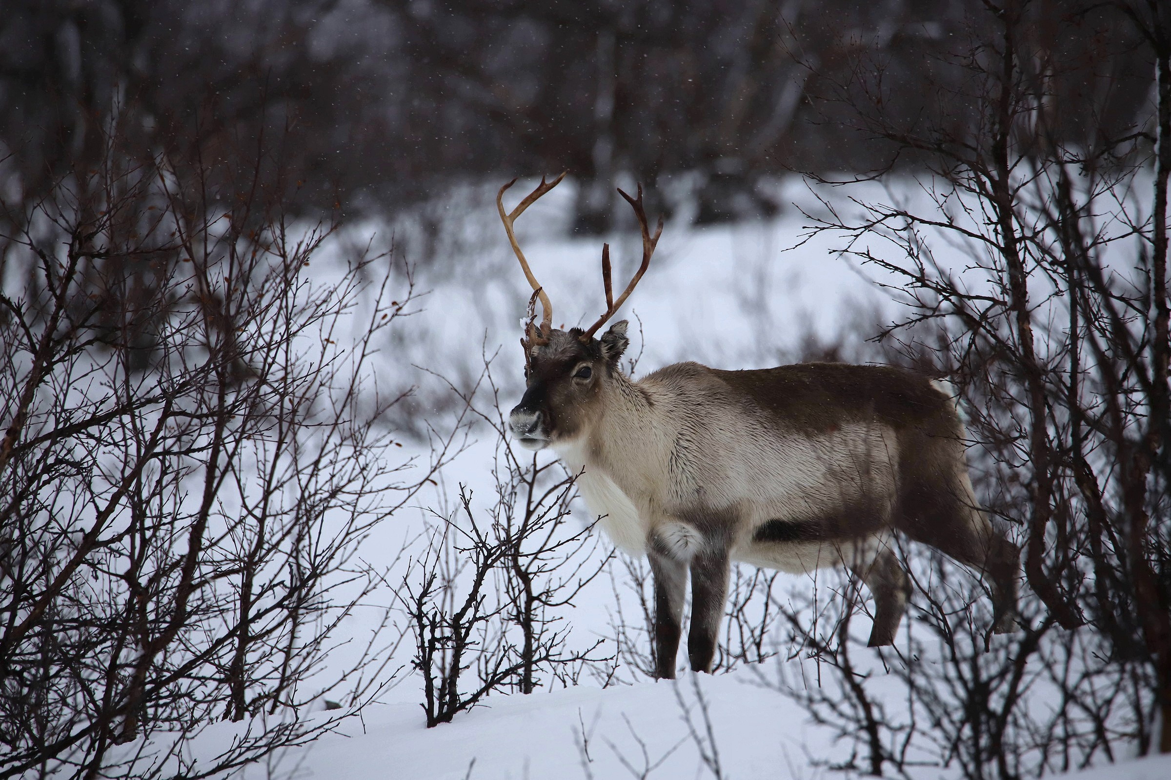 Renne, Karasjok, Norvegia