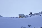 Orso Polare, Svalbard