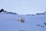 Orso Polare, Svalbard