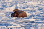 Mamma tricheco e cucciolo a Billefjorden