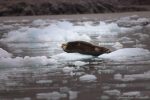 Foca Barbata, Svalbard