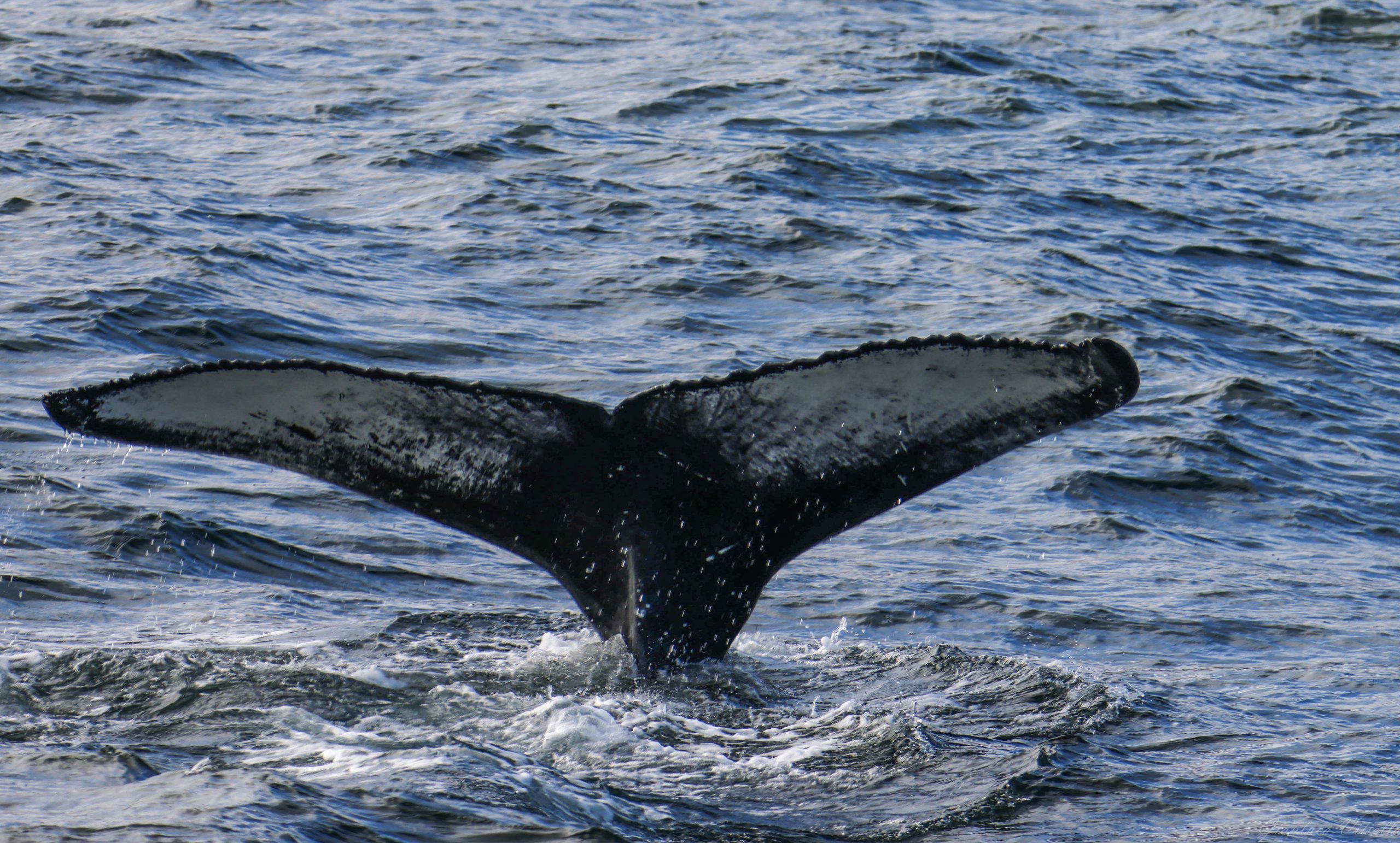Balena a Husavik, Islanda