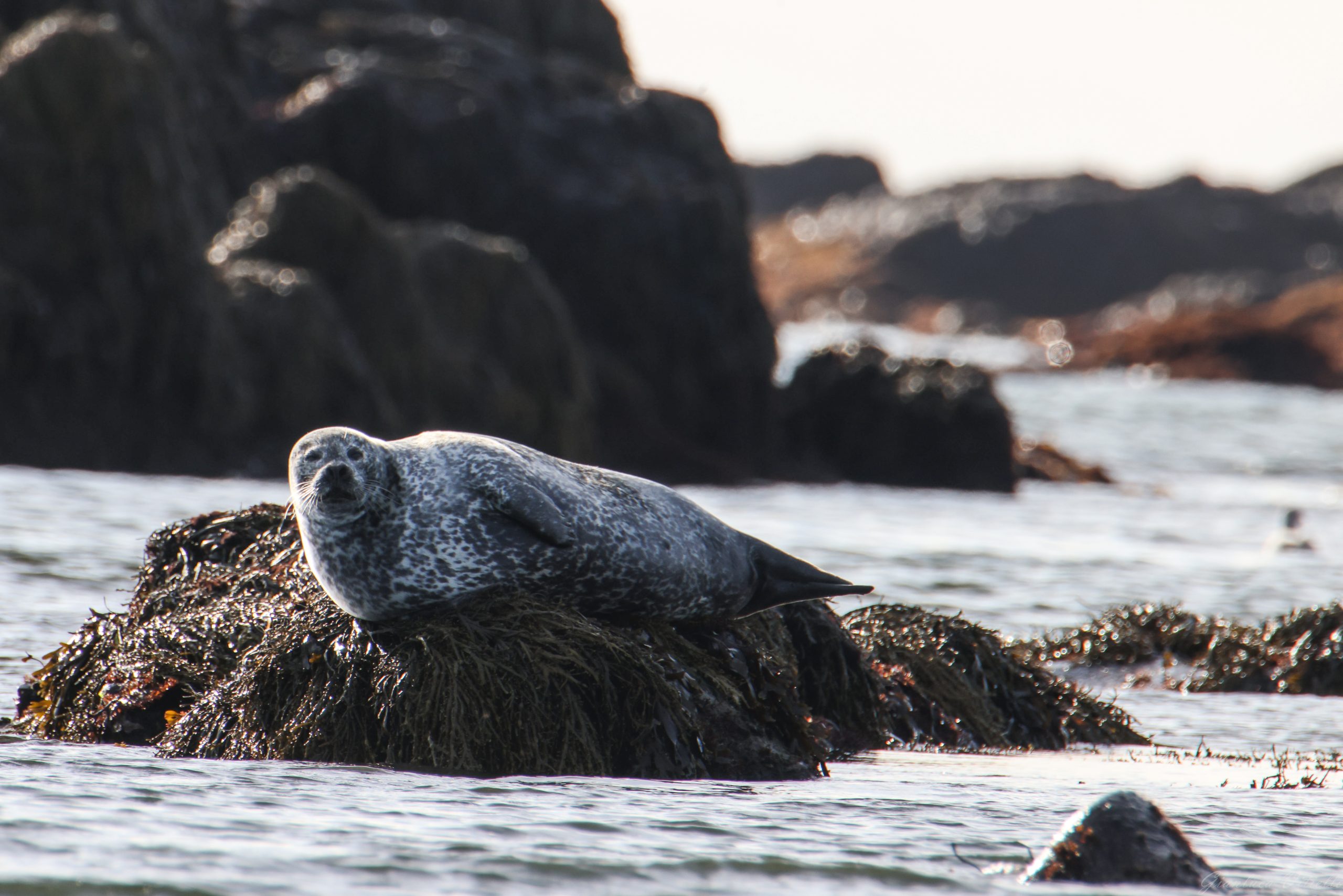 Foca, Ytri Tunga, Islanda