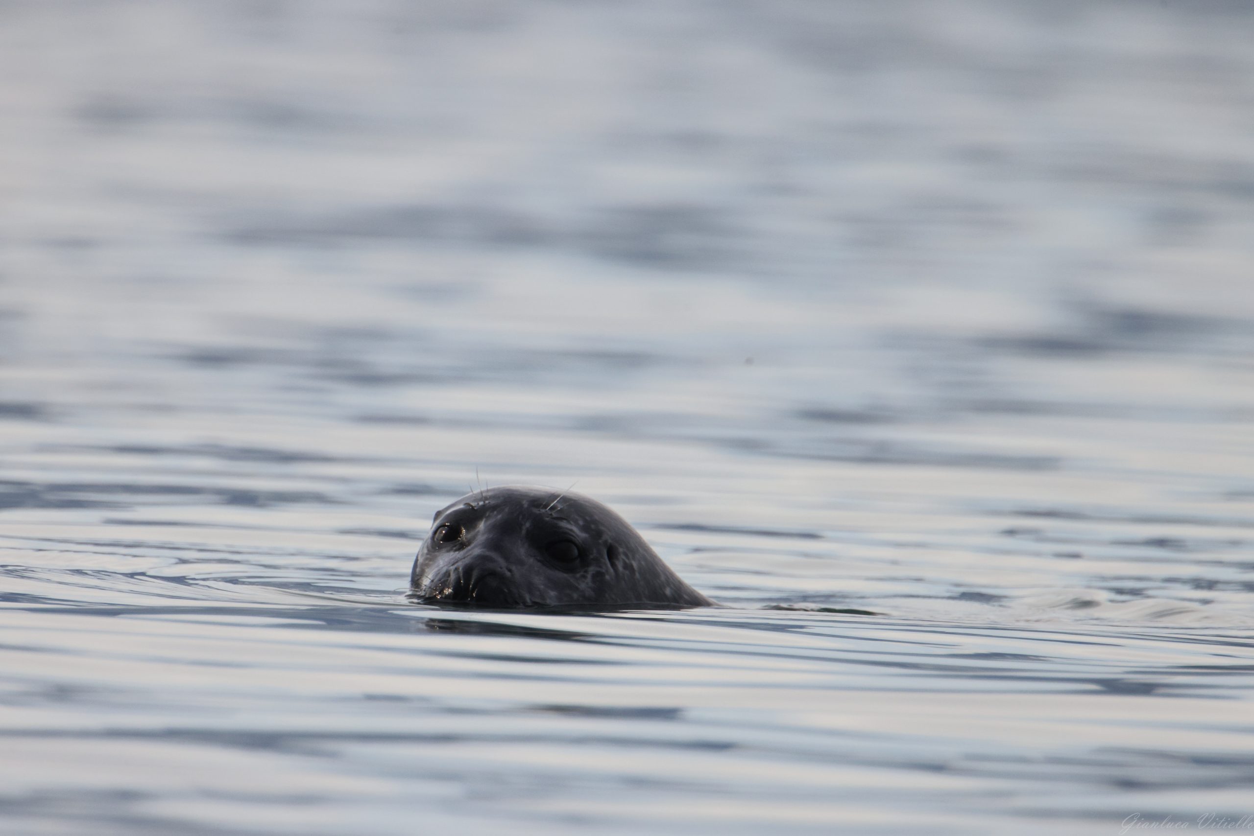 Foca a Jokulsarlon