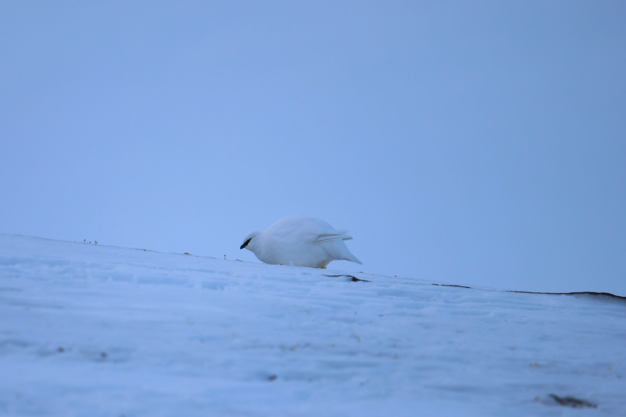 Pernice Bianca, Sassendalen, Svalbard