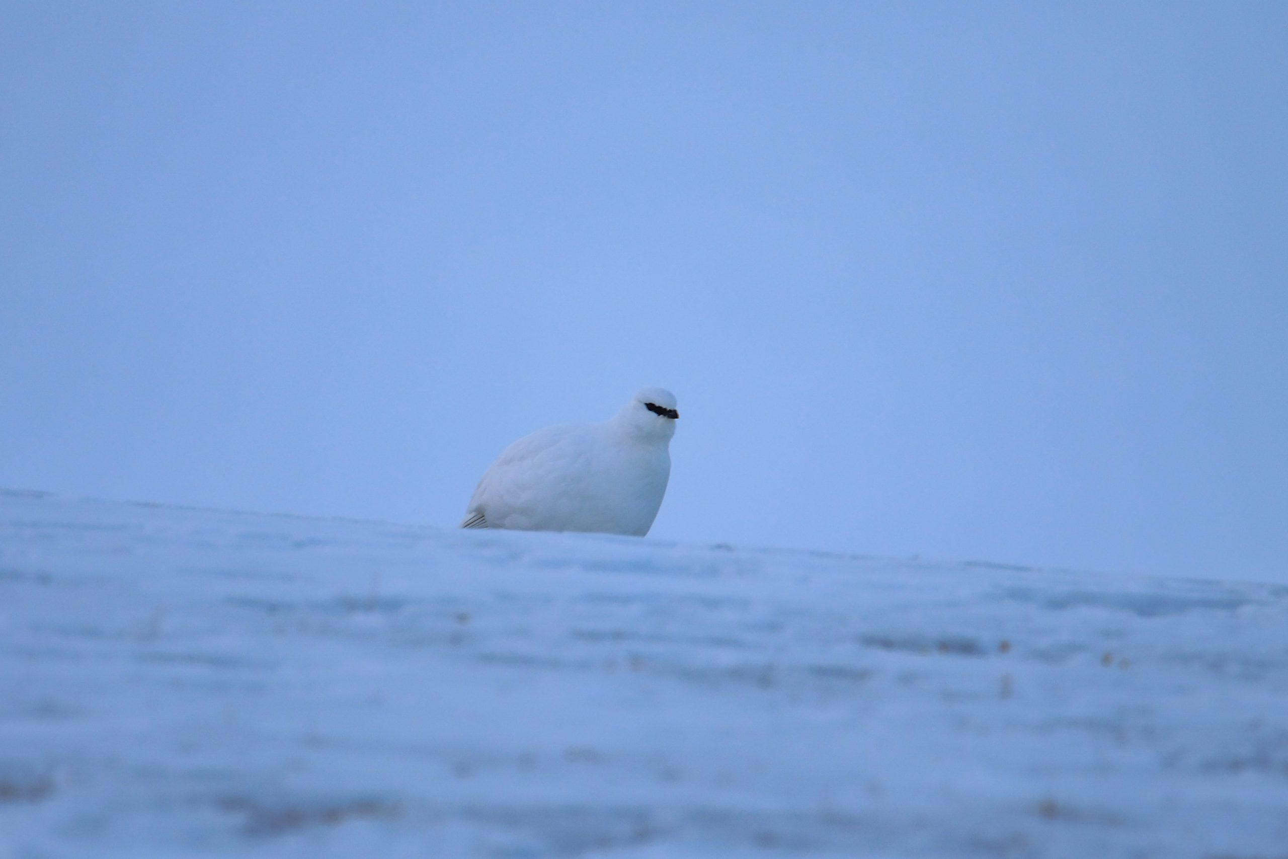 Pernice Bianca, Sassendalen, Svalbard