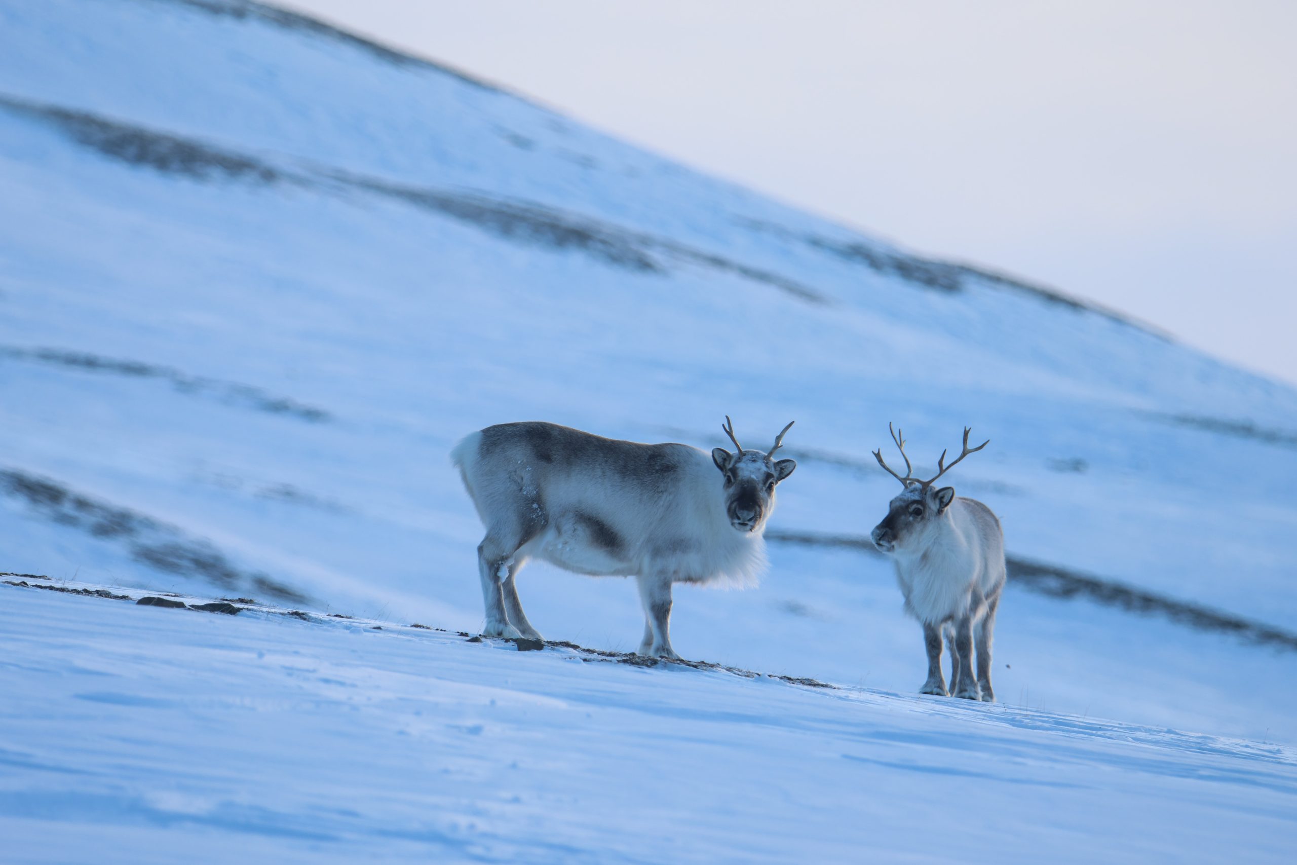 Renne selvatiche, Svalbard