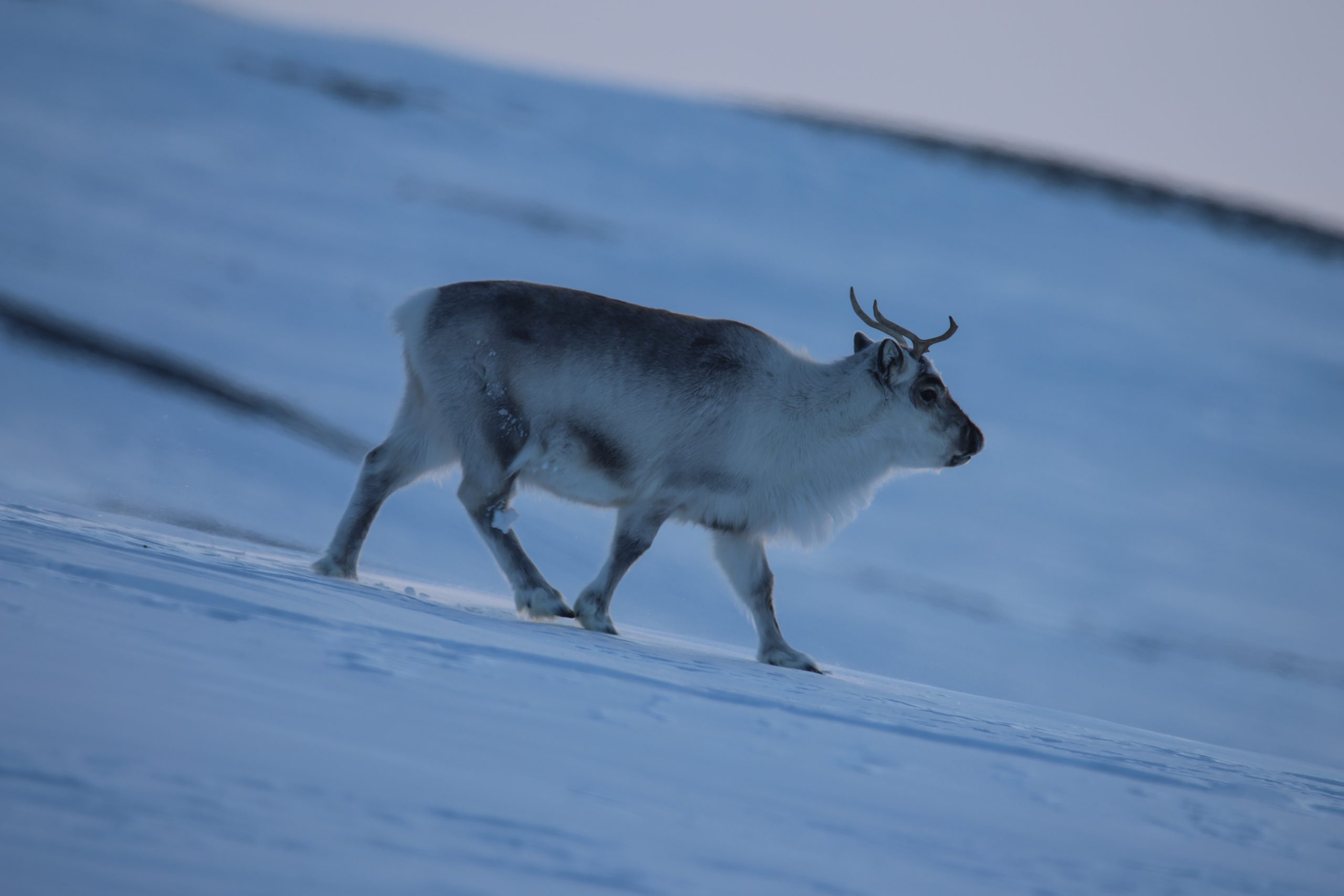 Renna selvatica, Svalbard