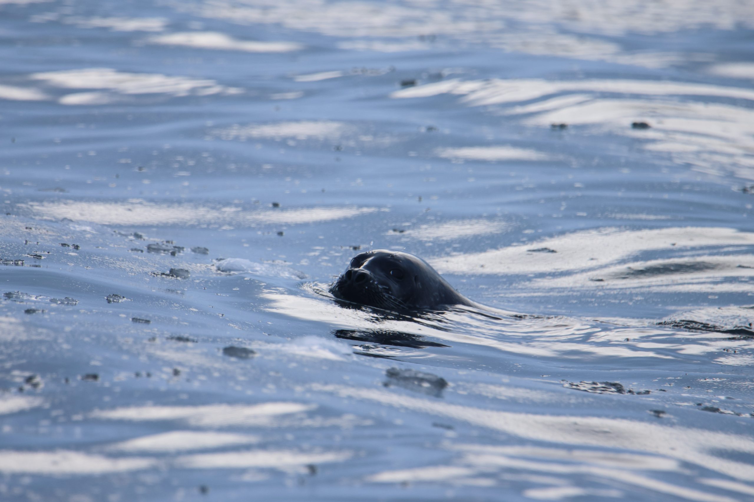 Foca, Svalbard