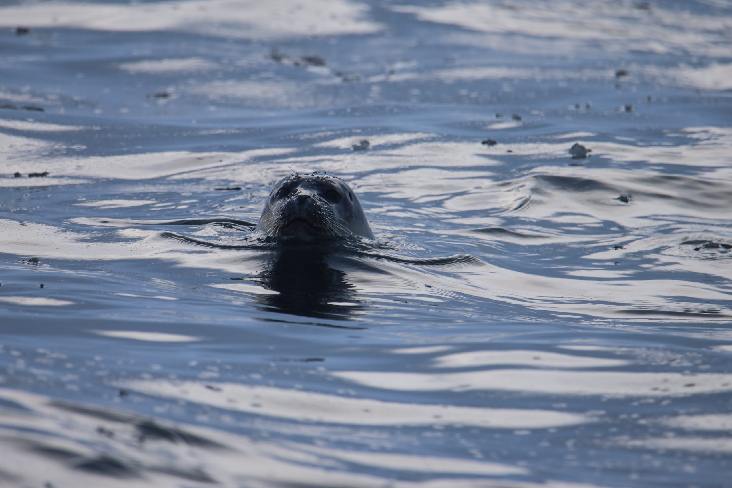 Foca, Svalbard