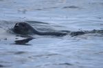 Foca, Svalbard