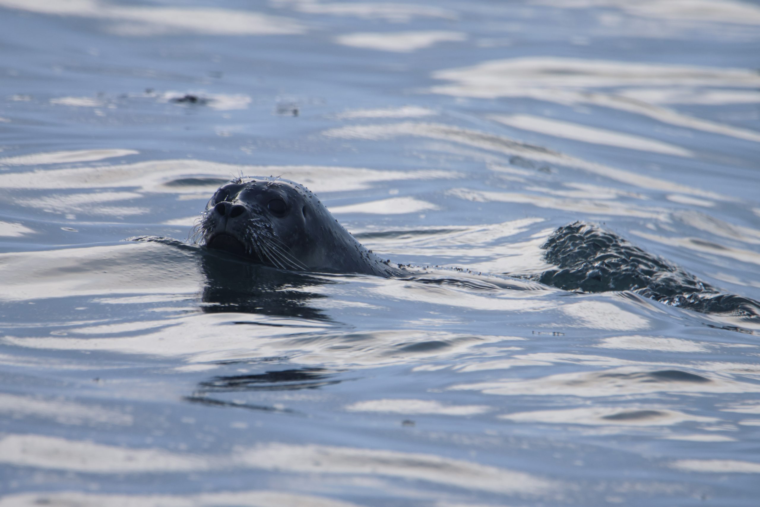 Foca, Svalbard
