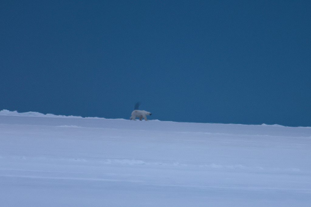Orso polare sulla East Coast, Svalbard